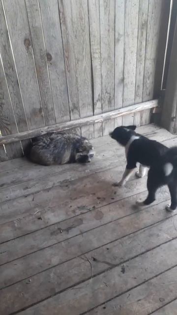 РЕЛ щенок первое знакомство. смотреть онлайн