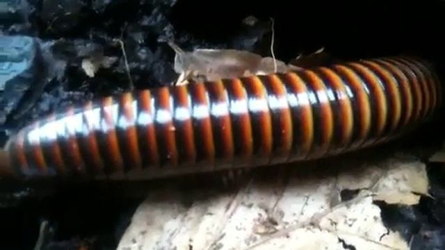 Pachybolus ligulatus krabbelt unter eine Rinde смотреть онлайн