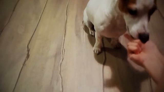 Моя злая собака смотреть онлайн