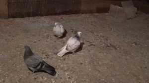 поим типплеров 06 03 2016г