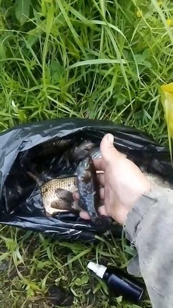 Утренняя рыбалка на карася,и ратана,часть 2