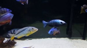 Fossorochromis Rostratus