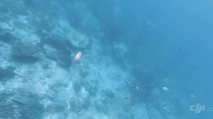 Snorkeling near Maiton island with DJI Osmo Action