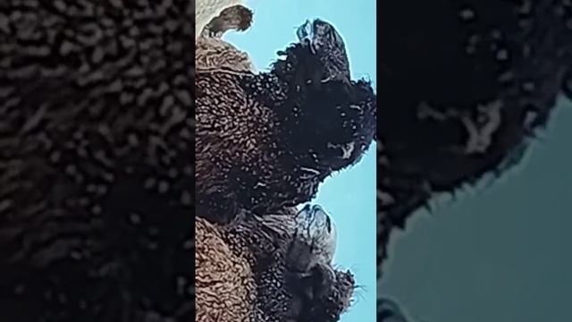 верблюди самцы