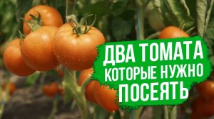 ДВА супер урожайных ТОМАТА для открытого грунта и теплиц.