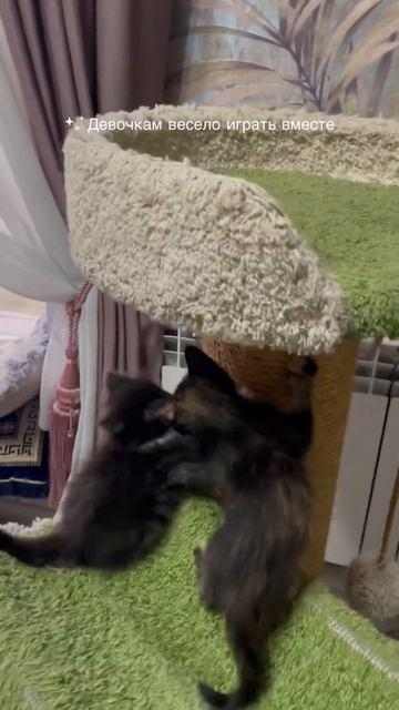 Котята из приюта. Первый месяц дома.  #котятки #котики #новосибирск #питомцы #приютдлякошек #коты