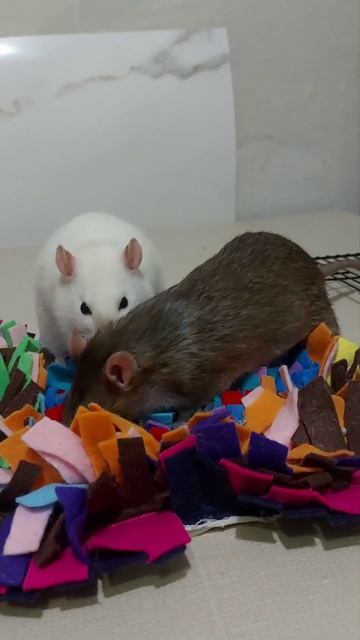 утренние жрушки #декоративныекрысы #rat #крыса