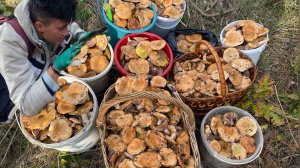 ПОВЕРИТЕ или НЕТ? РЫЖИКОВЫЙ БУМ В КРЫМСКИХ ЛЕСАХ