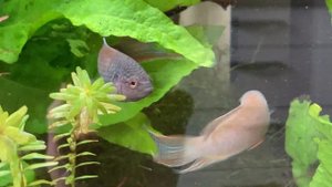 Мои макроподы и не только - игрища красноспинных макроподов. Young macropodus erythropterus.