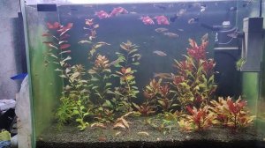 Мой аквариум 50 литров с суматранскими барбусами и оризиасами, 15.07.2024