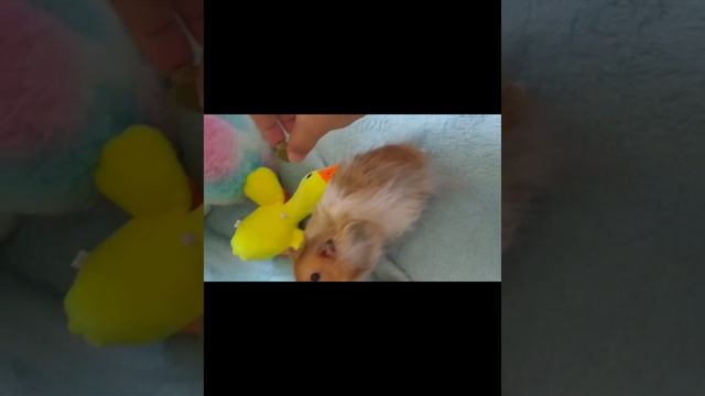 про сирийских хомячков