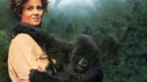 Кадры из фильма Гориллы в тумане