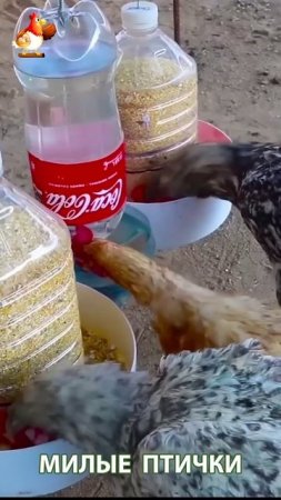 Варианты кормушек и поилок для кур и цыплят 🐓🐤🐔 идея (17)