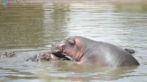 ▽ Самые странные брачные ритуалы у животных