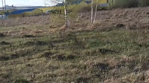 Птица фабрика