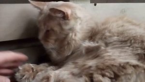 Кот Майкун