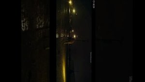 Пес босс