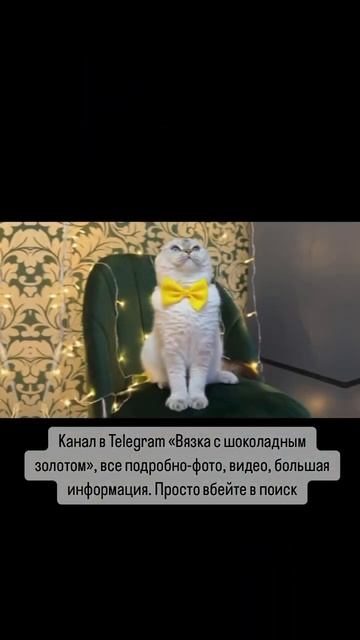 Вязка с шоколадно-золотым пойнтом-шиншиллой.Фолд, by25 33. Ищем невест.Все документы, родословная