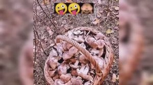 За грибами, на рыбалку.