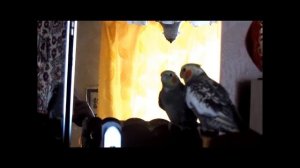 Говорящий попугай  Яша, Давай поцелуемся