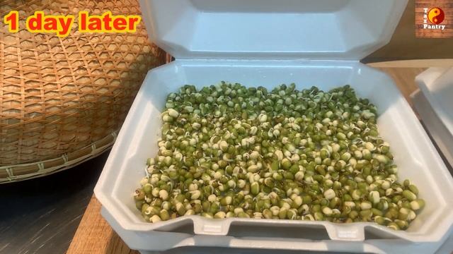 How to Grow Bean Sprouts Using Styrofoam Box for beginners