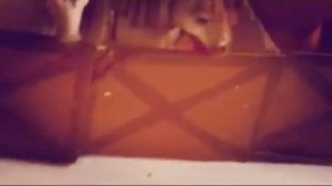 Лошади. Шляйх. Конюшня.