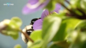 ▽ Что происходит с пчёлами Массовое вымирание пчёл