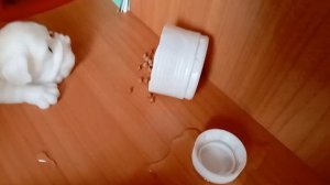 день сквиши собак