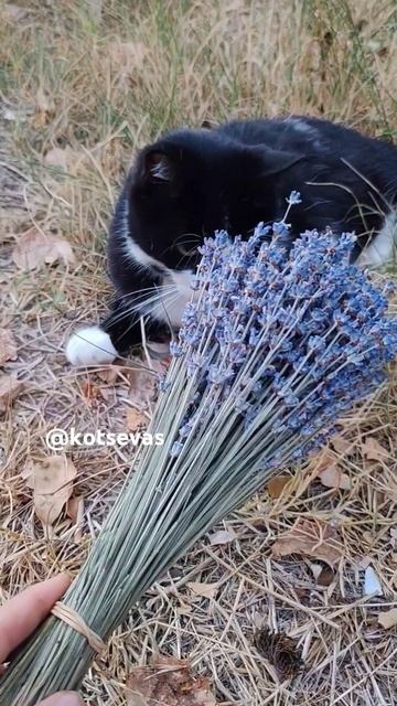 Саня Седой с Лавандой крымской #котысевастополя #cat #лаванда #кот #Саняседой