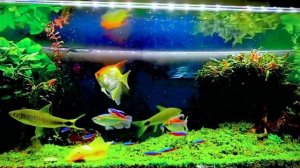 Recharge of the Mind🔋🤩Aquatic plant, Angelfish, Pleco, Congo tetra, Platy, Apistogramma, Ramirezi