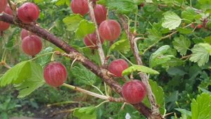 Помоги крыжовнику после сбора урожая. Главная подкормка и фантастический УРОЖАЙ.