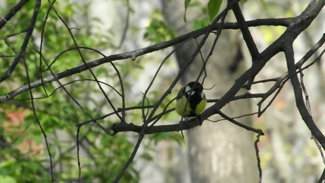 синица близко (titmouse close), май 2013 г. смотреть онлайн