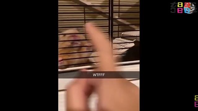 Смешные хомяки 😙🐹