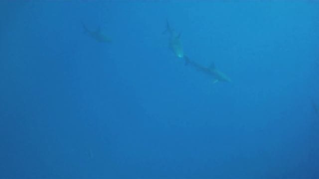 shark n tuna .mov смотреть онлайн