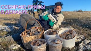 ДЕКАБРЬСКИЕ ГРИБЫ В КРЫМУ! Синеножка не сдается