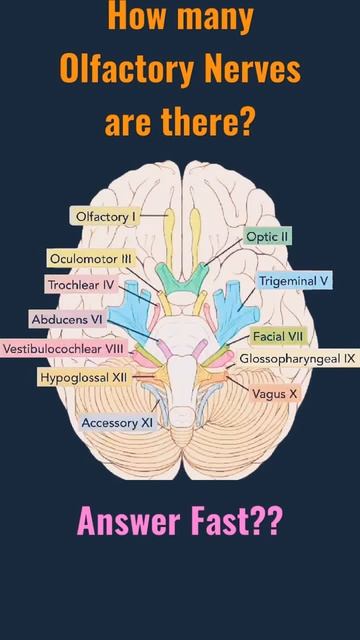 Cranial Nerves | GK | General Knowledge | Olfactory Nerve | GKQUIZ | Brain #gk #generalknowledge смотреть онлайн