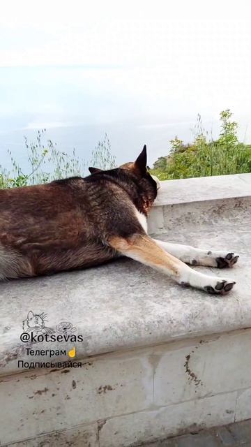 Собакен любуется морем #собакен #собака #море #черноеморе