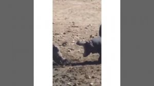 Бегемот против носорога