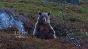 Медведь пришёл к рыбакам