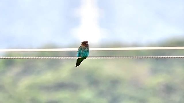 三寶鳥(佛法僧) - 來自日本的鳥