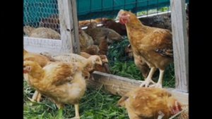 курица исполняет песню куку кукареку