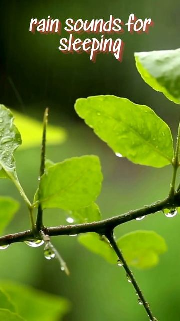 ЗвЗвуки дождливого леса для сна, медитации и учебы 🌧️ #shorts