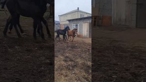 продажа жеребчики карачаевской породы врождённые иноходцы