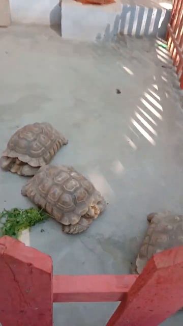 #three turtles 🐢🐢#love animals #ytshorts #viralshorts #reels #reelitfeelit смотреть онлайн