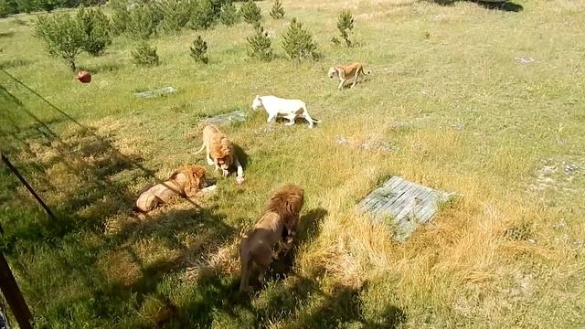 Завтрак царей зверей! смотреть онлайн