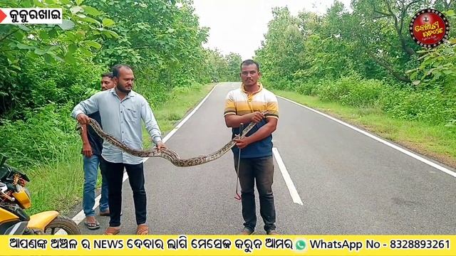 ୮ ଫୁଟ ଲମ୍ବା ଅଜଗର ବାହାରିଲା କୁକୁରଖାଇ ସୋଲାର ପ୍ଲାଣ୍ଟ ନେ Python snake rescue in balangir #news #python смотреть онлайн