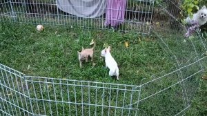 Алиса и Снежок. Щенки чихуахуа. 4 месяца.