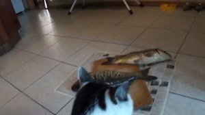 Cat is afraid of fish.Кот боится рыбок.MP4