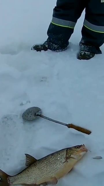 ТРОФЕЙ НА ТЮЛЬКУ! смотреть онлайн