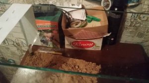 Южнорусский тарантул. Пересадили в террариум.